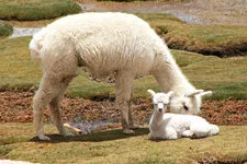 Alpacas grazing along the countryside of Arequipa, Peru