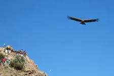 Conder flying over Colca Canyon nearby Arequipa, Peru.