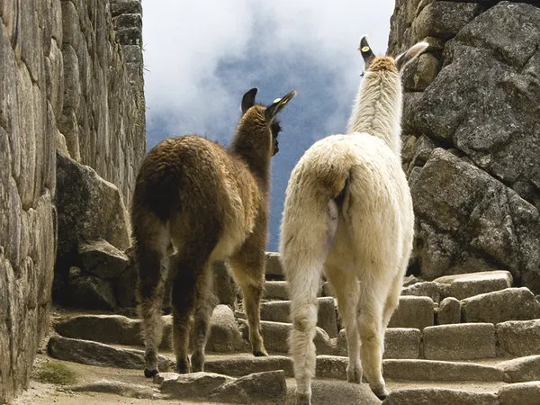 Machu Picchu Full Day