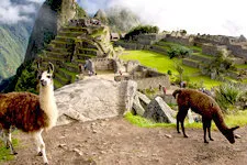 Llamas grazing along the terraces of the Inca ruins of Machu