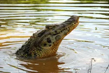 Crocodile in the Bolivian Marshlands near Rurrenabaque, Boli