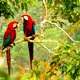 Pair of Macas in the wetlands of Bolivia near Rurrenabaque, 