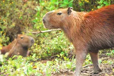 Capybaras in the marshlands of Bolivia, near Rurrenabaque.