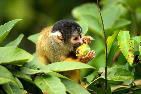 Bolivia Marshlands and Jungle Tour