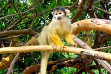 Monkey in tree in marshlands of Bolivia near Rurrenabaque