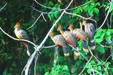 Birds in the Amazon rainforest in Bolivia, Madidi National P
