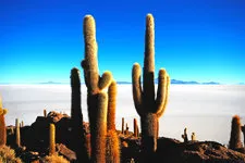 Fish Island in the Uyuni Salar Salt Flats near Potosi, Boliv