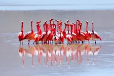 Flamingos feeding at the Uyuni Salar Salt Flats near Potosi 