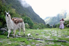Llamas on the Inca Choro trail near La Paz, Bolivia.