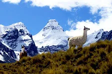 Llama graving on the Andean Cordillera Real near La Paz, Bol