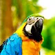 Colorful Macaw in Iquitos of the Peruvian Amazon.