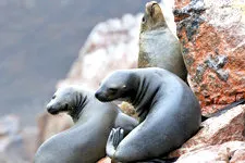 Sea lions on the rocks of Ballestas Islands in Ica, Peru nea
