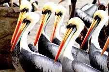 Pelican colony on the Ballestas Islands in Ica, Peru near Li