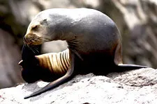 Sea Lion on the rocks of Ballestas Island in Paracas Reserve