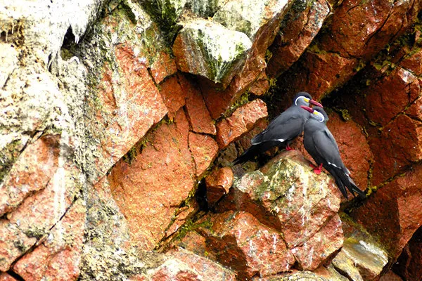 Paracas Reserve and Ballestas Islands