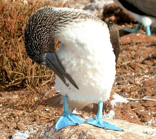 Paracas Reserve and Ballestas Islands
