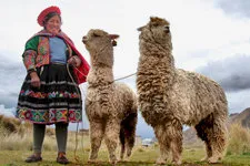 Woman with llamas at La Raya, Peru along the Cusco to Puno r
