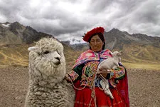 Woman with llama at La Raya between Puno and Cusco in Peru.