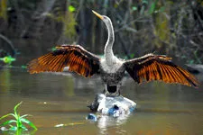 Heron in the Bolivia Amazon jungle near Rurrenabaque.