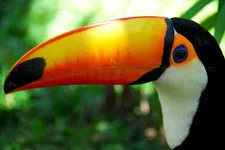 Toucan in the marshlands of the Bolivia Amazon near Rurrenab