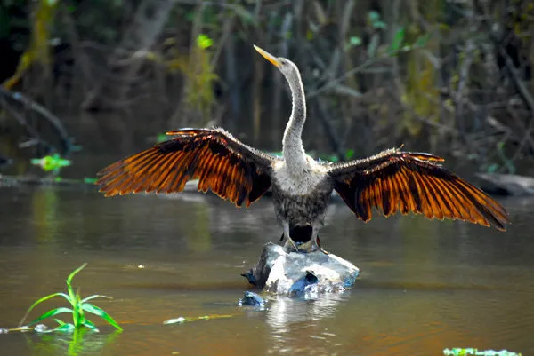 Birdwatching in the Jungle and Wetlands