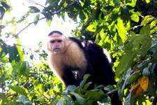 isla de monos, Puerto Maldonado