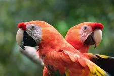 Guacamayos de la selva amazónica