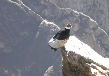 Inca World Travel