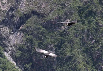 Inca World Travel