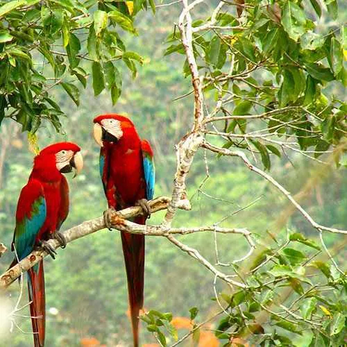 Macaws in tree in the marshlands of Bolivia near Rurrenabaqu