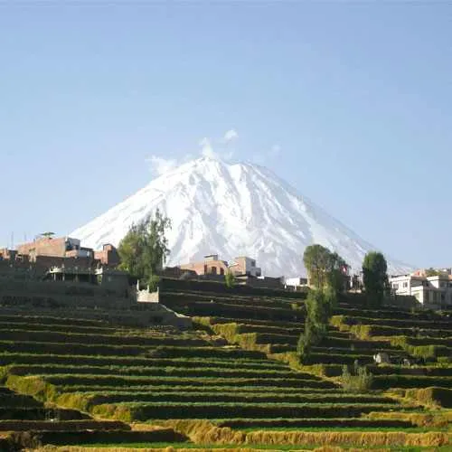 Cover Photo. Grazing Alpacas in the countryside of Arequipa,