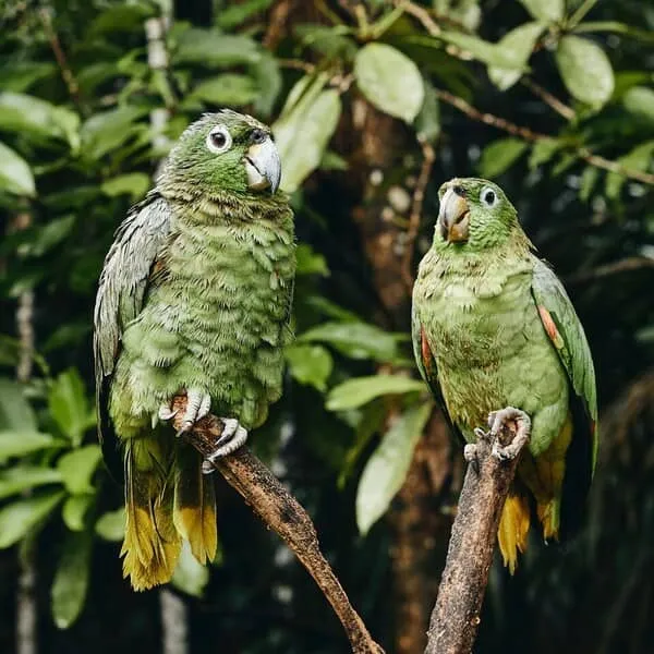 parrots in the peruvina jungle - iquitos