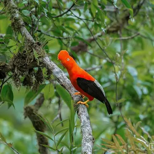 Andean Cock of the Rocks in Manu National Park, Peru Amazon