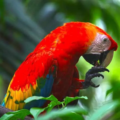 Macaw claylick