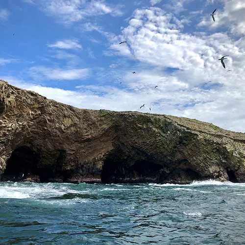 Leones marinos en las islas Ballestas, Ica