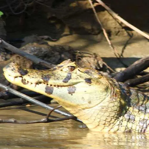 Cocodrilo en las Pampas de Bolivia