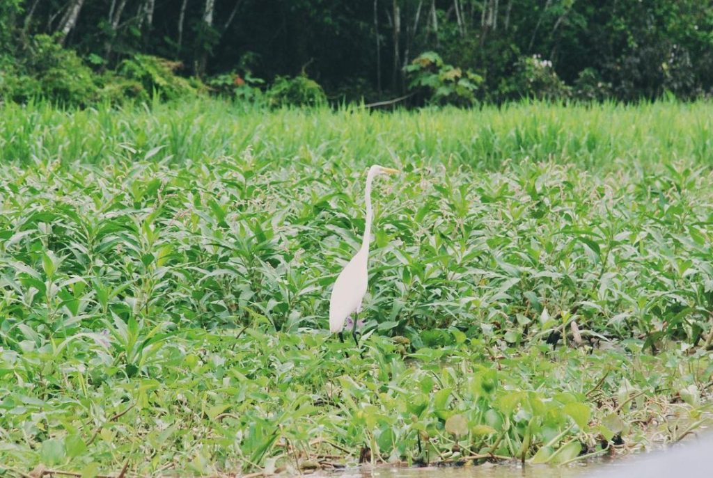 campos en Iquitos